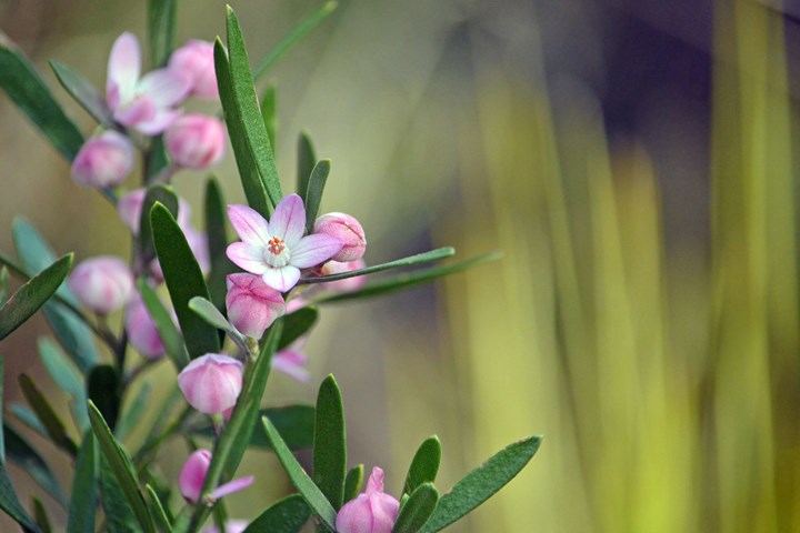 30. Wax flower (Eriostemon)