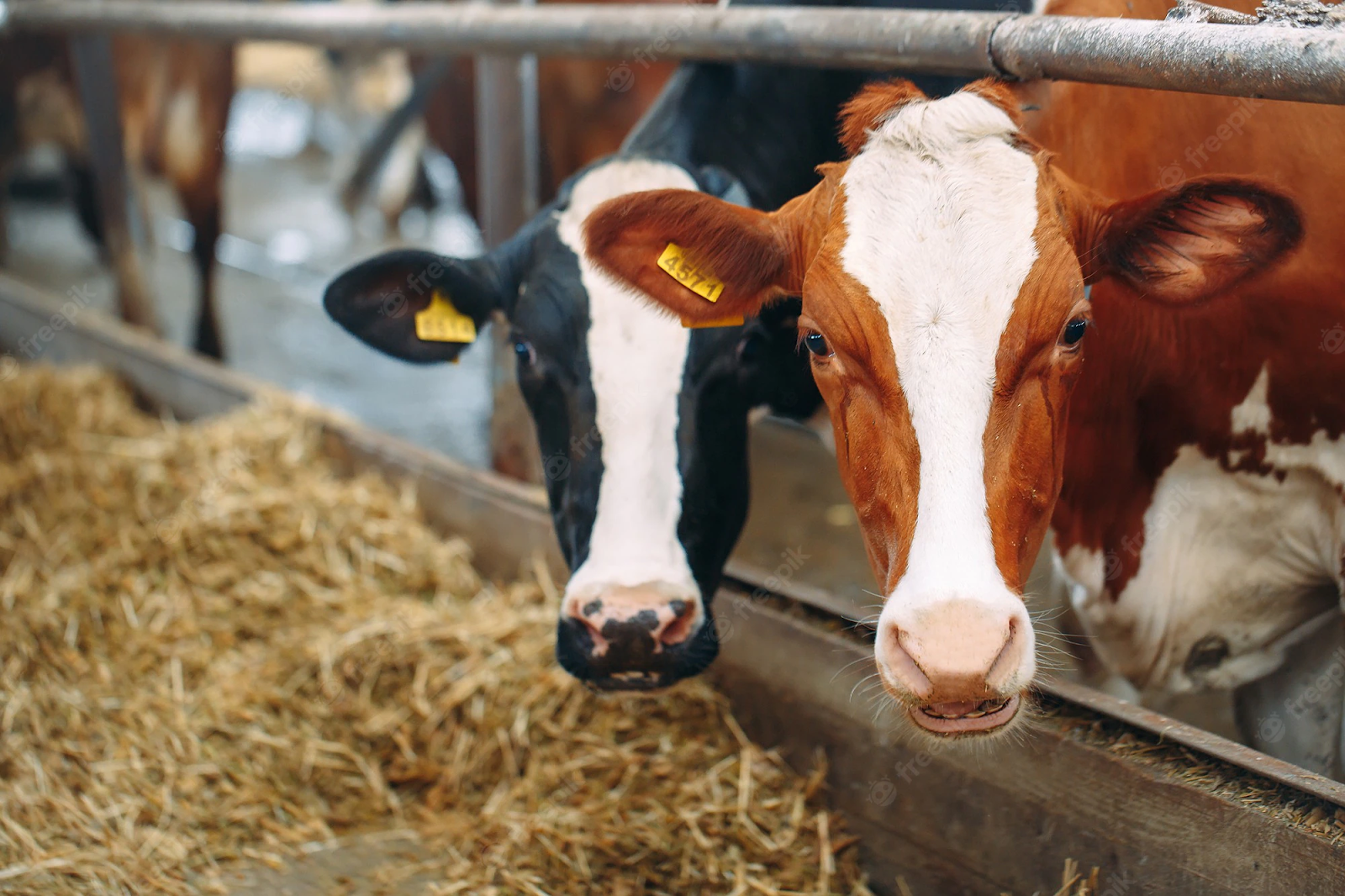 Молоко одной коровы или нескольких коз: какое выгоднее и полезнее?