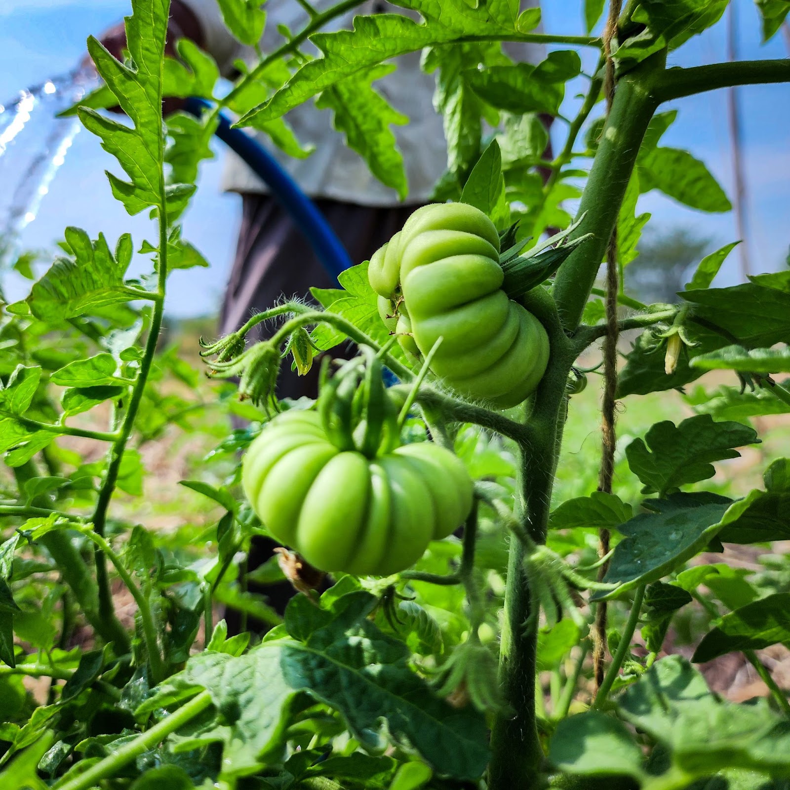 8 Major Pests of Tomato Plants and their Natural Control – Beforest   Creating Sustainable Permaculture Food Forests and Collective Living Spaces
