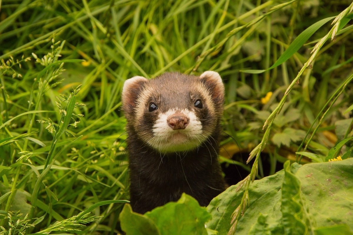 Do Ferrets Like Water