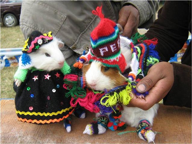 festival cuy.jpg