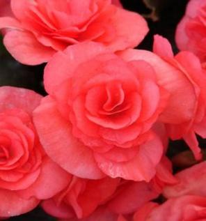 Image result for begonia solenia dark pink