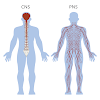 Nervous System Diagram - Central Nervous System Wikipedia / Chart of different human organ system.