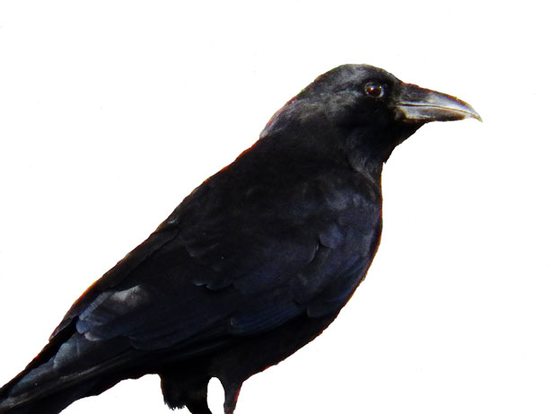 Crow Free Stock Photo - Public Domain Pictures