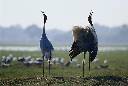 Image result for keoladeo national park