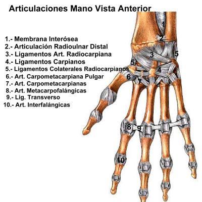 Resultado de imagen para ligamentos de la mano