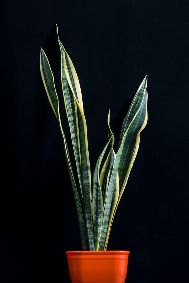 This is how Snake Plant (Sansevieria) looks like in a brown pot with Black Background and tall green leaves