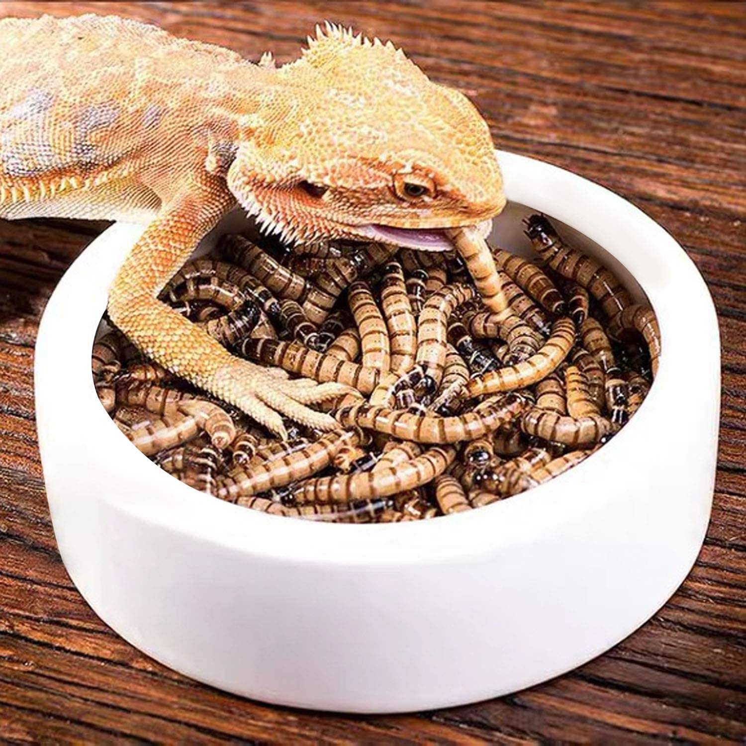 Leopard Gecko Food Supplies