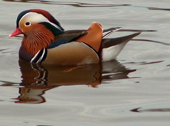 Disclosing the Captivating Universe of Mandarin Ducks: A Far-reaching Guide 2