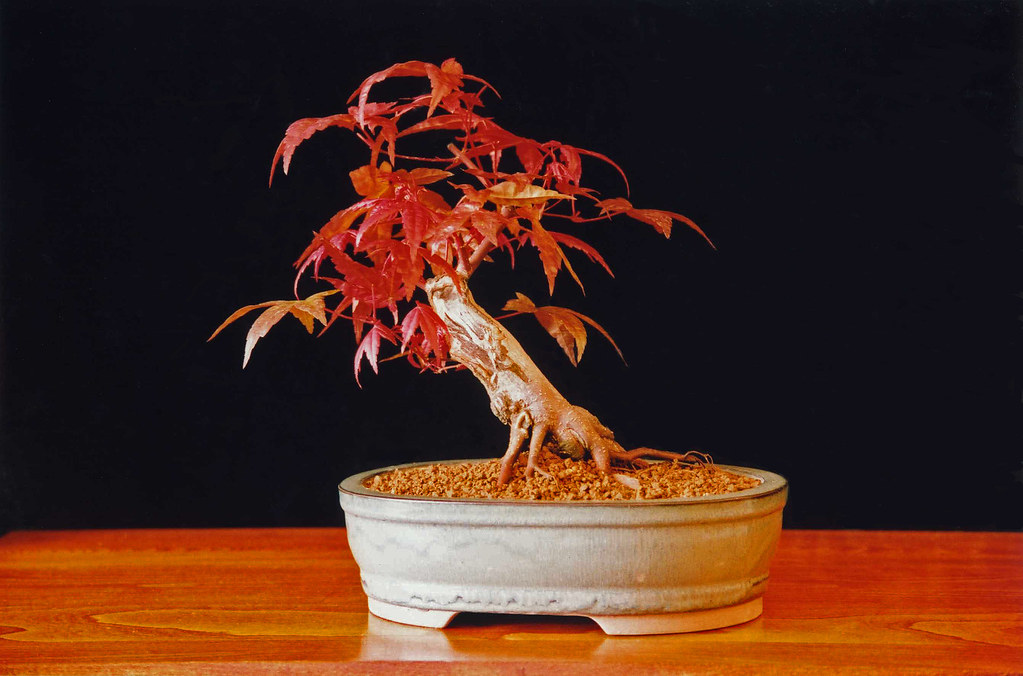 25+ Incredible Types of Bonsai Trees You Must Know!