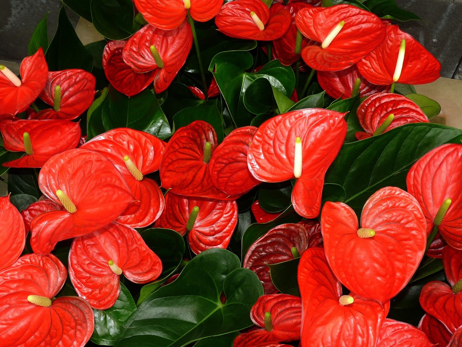 Kırmızı Antoryum Çiçeği