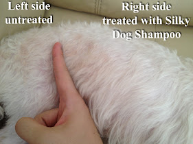 Difference between treated and not treated with silky dog shampoo. 