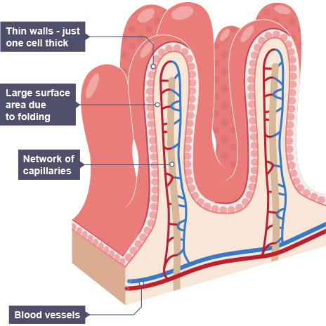 IGCSE Biology Notes: 2.31: Describe the Structure of a Villus and