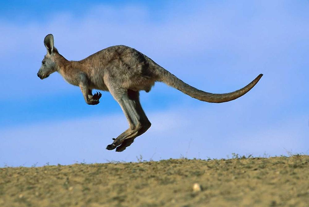 Wallaroo