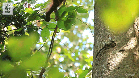 © WWF