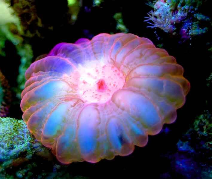 los-corales-6