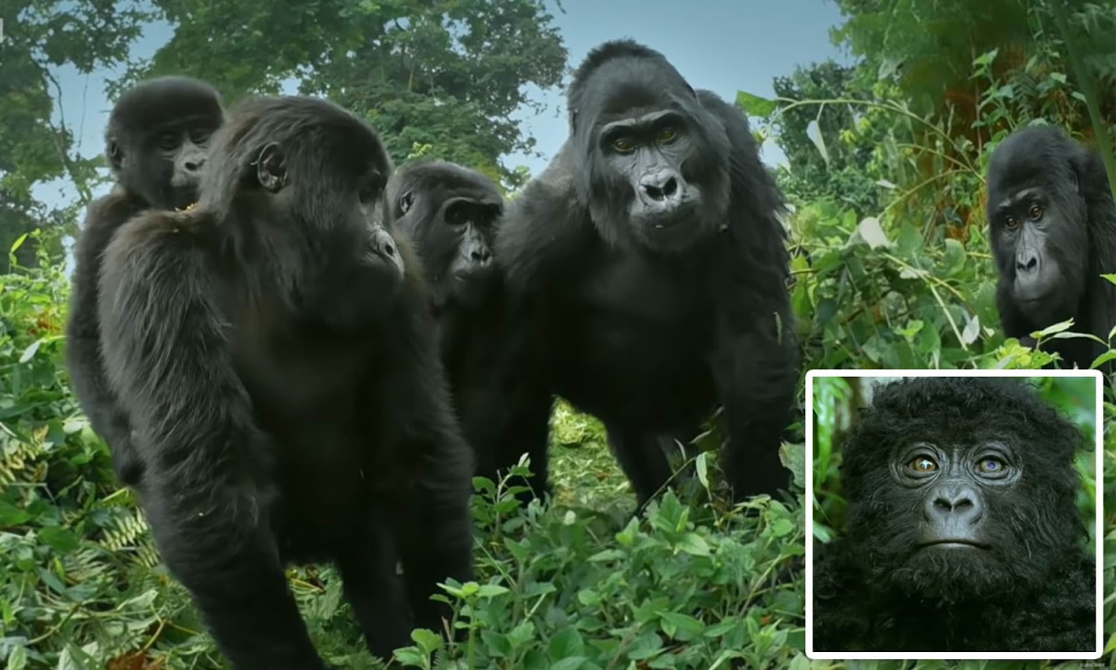 Robot gorilla 'spy' captures the first footage of Silverbacks in ...