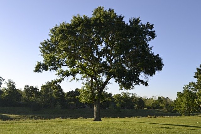 trees name in hindi