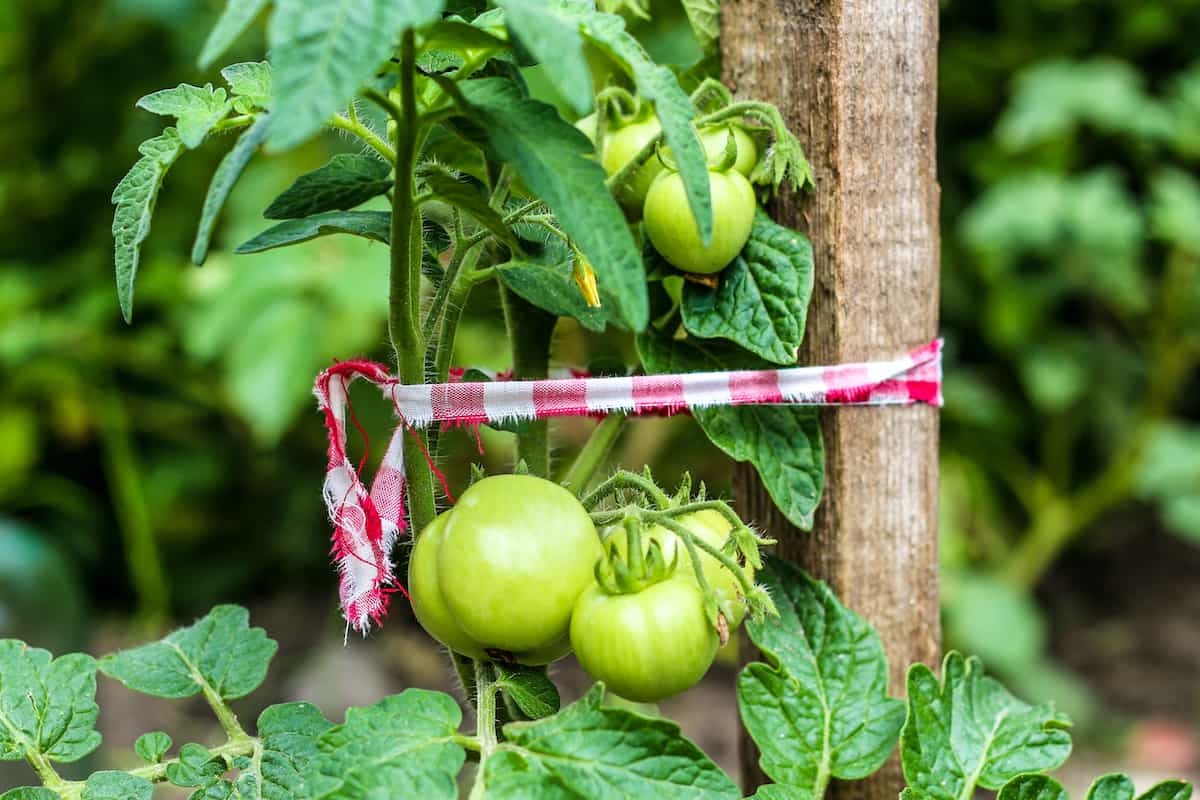 Pros of Growing Tomatoes on Stakes