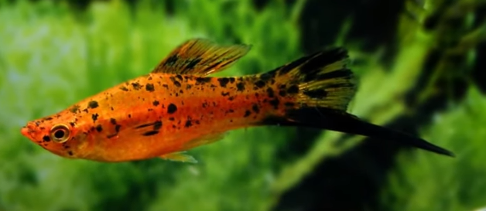 Berlin koi swordtail