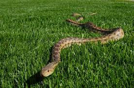 Love &#39;em or hate &#39;em, snakes are good for your garden - UC Master Gardeners  of Santa Clara County - ANR Blogs