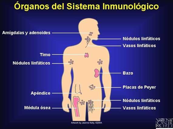 Image result for el sistema inmunologico y su funcion