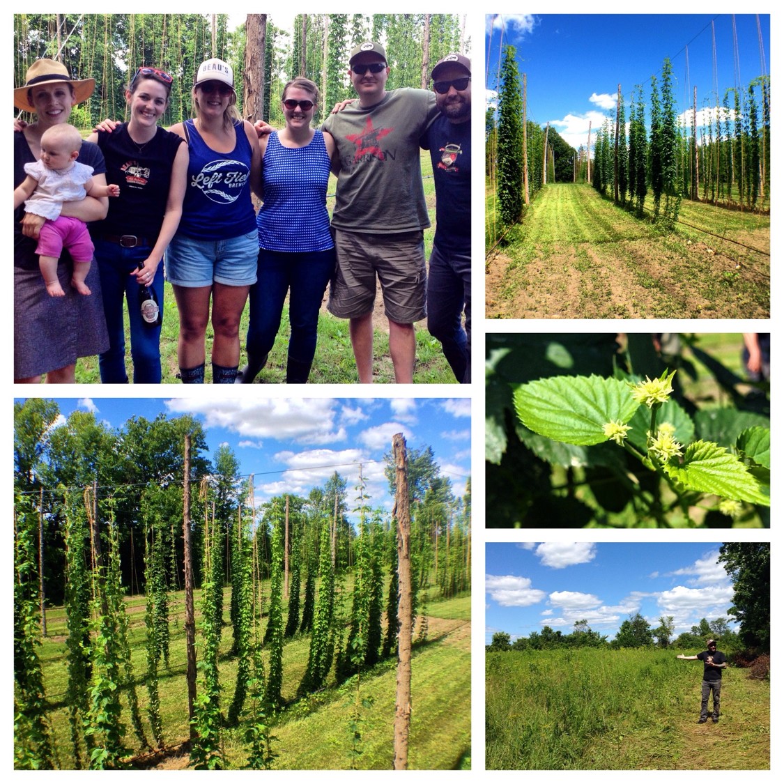 A photo collage of the hop farm at Old 4th including images of the vines, close up of the hop cones, and a group shot of six folks from Beau's visiting the farm. 