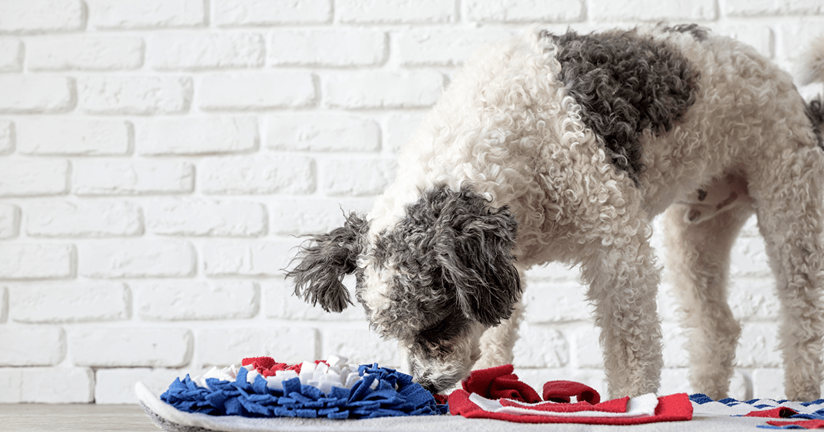 Small white and grey poodle dog sniffing colorful snuffle mat