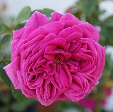 Mme Isaac Pereire | Trevor White Roses | Specialists of Old Roses