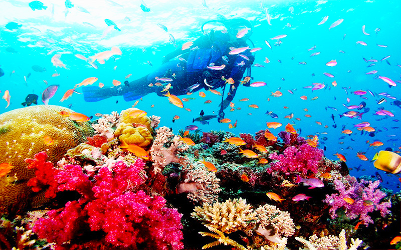 Lặn san hô tại Phú Quốc sự trải nghiệm hoàn hảo cho du khách