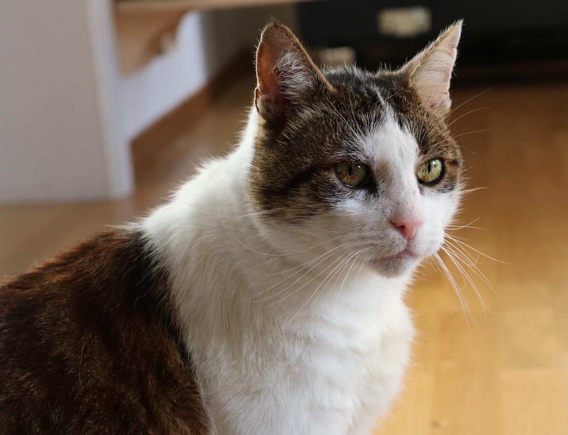 körperliche Veränderungen bei alten Katzen, Irisatrophie