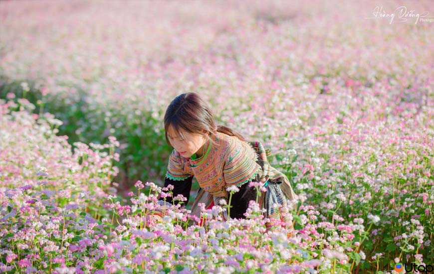 Mê mẩn đồi hoa tam giác mạch cho fan nghiện hoa