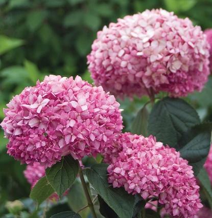 Hydrangea arborescens Pink Annabelle | Shrubs | Boyne Garden Centre
