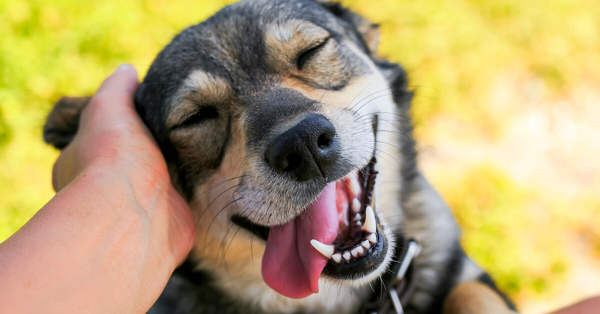 cute dog smiling face