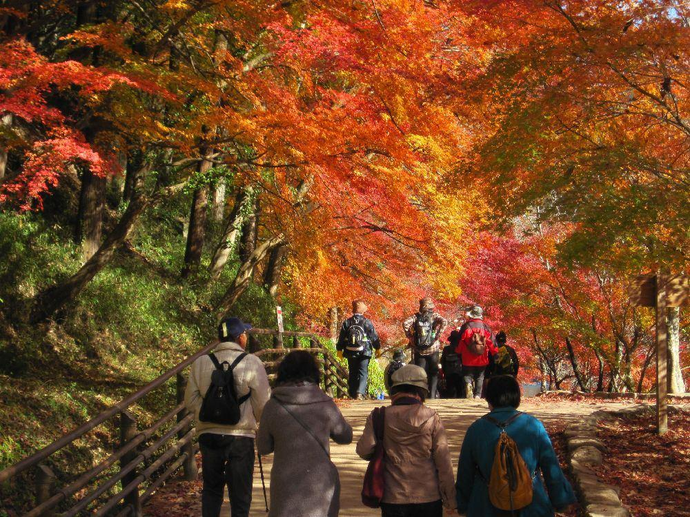 Momiji Gari And Embracing Autumn Leaves In Japan Kokoro Care Packages
