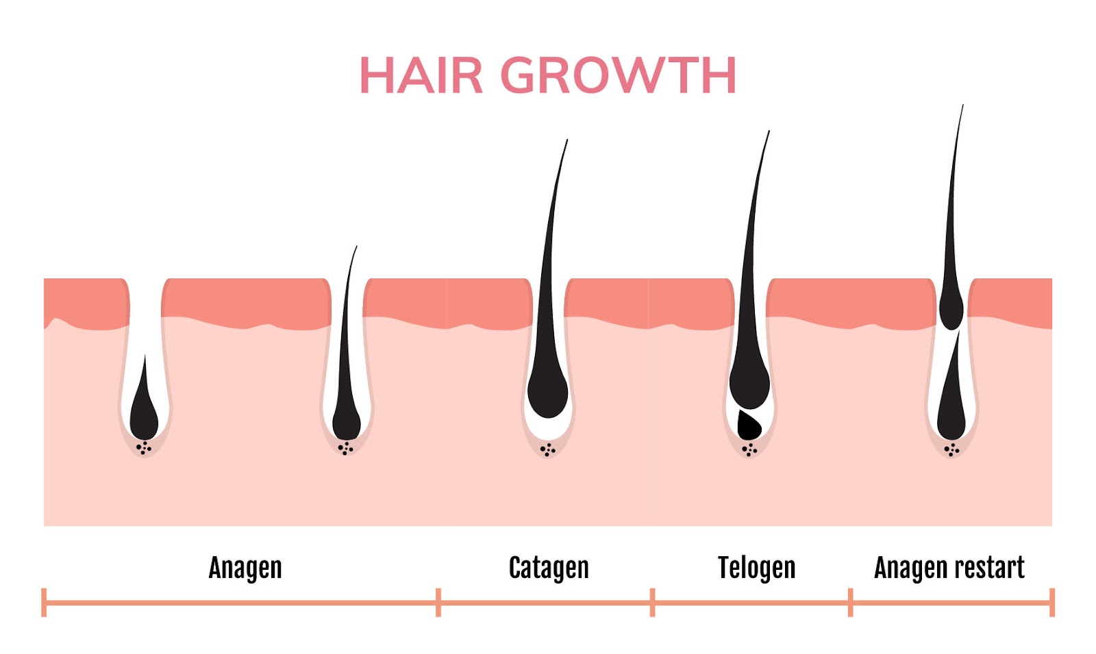 مراحل نمو الشعر وإحياء بصيلات الشعر الميتة