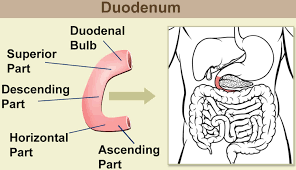 Duodenum segments