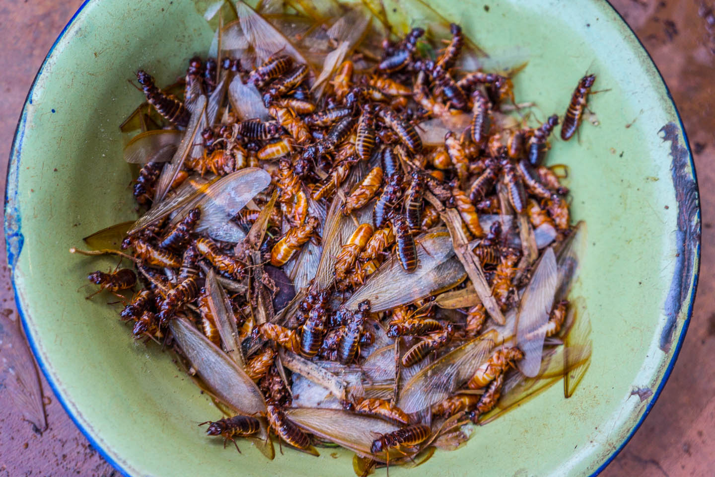 A plate of mixed cooked insects