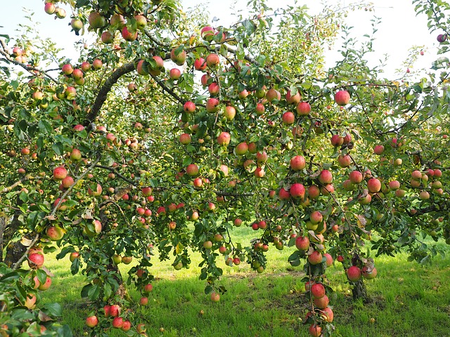 trees name in hindi