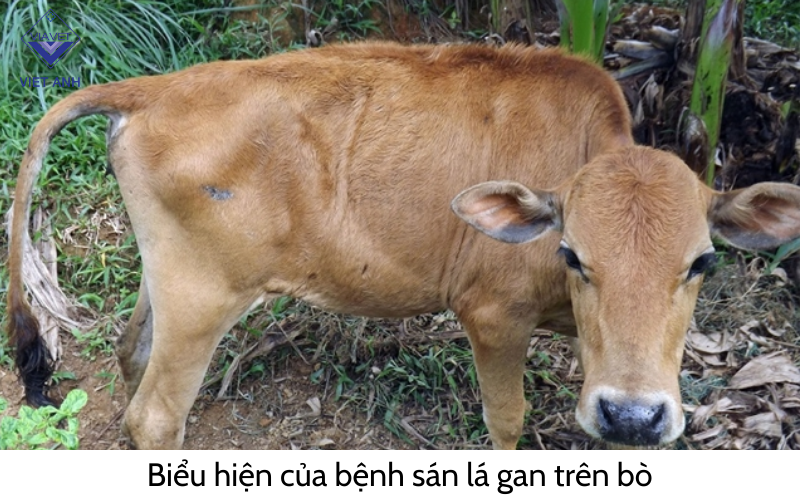 Biểu hiện bệnh sán lá gan trên bò