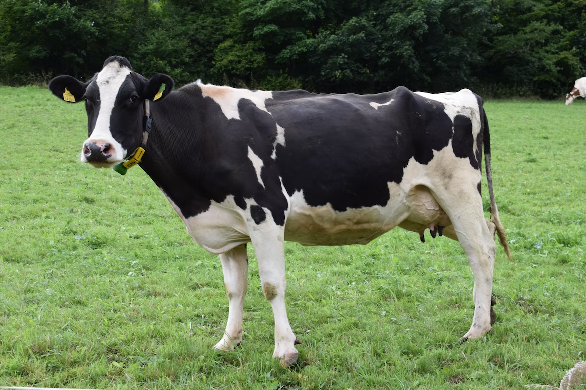 Dairy cow standing on green grass.