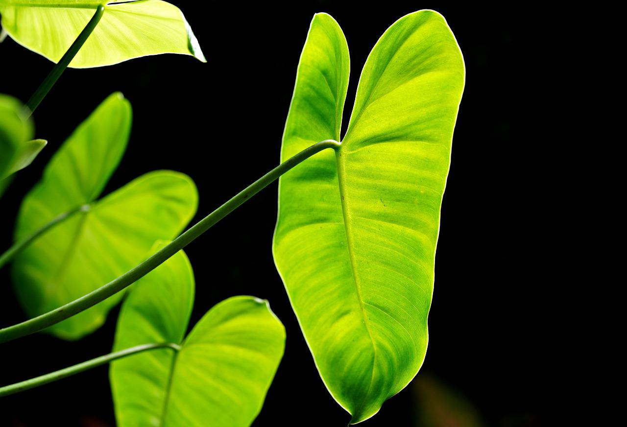 Heart-leaf philodendron