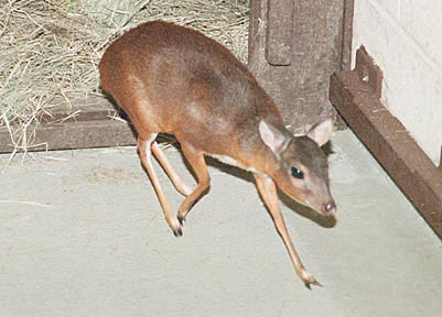 Royal antelope female at San Diego Zoo