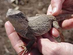 Pogona minor minor