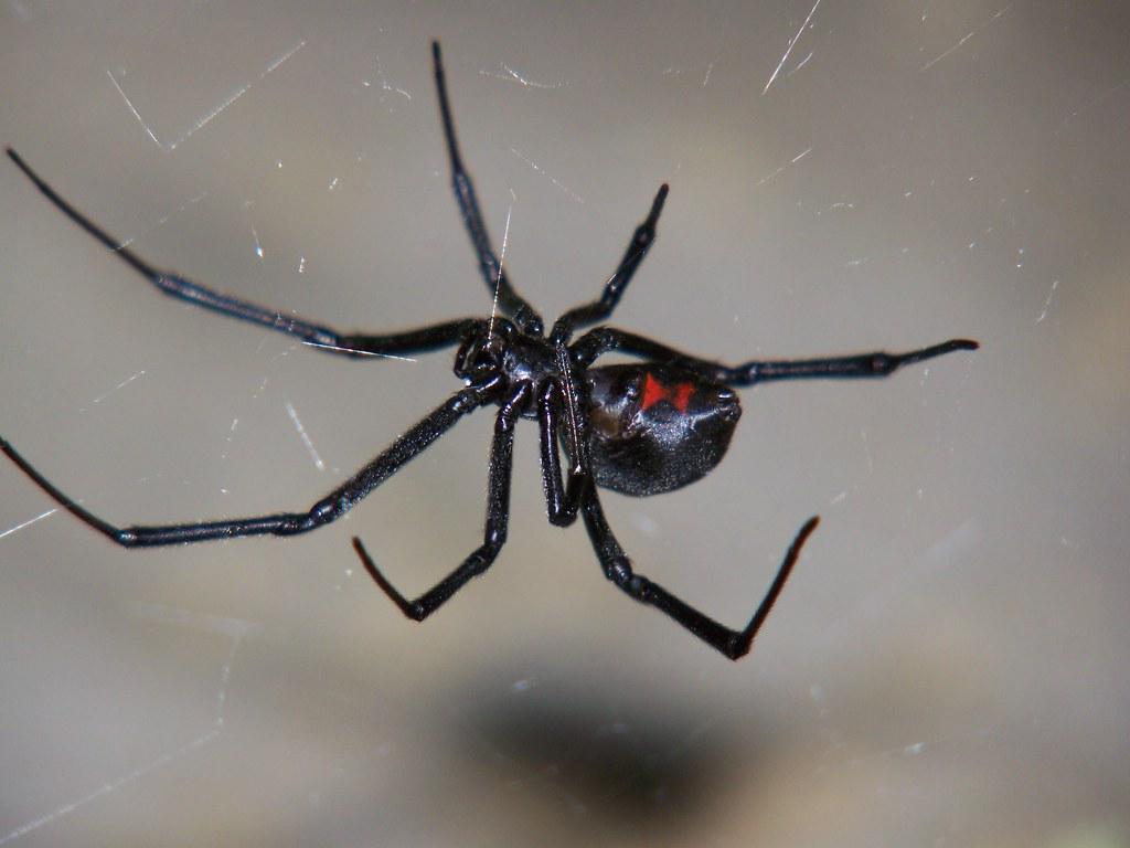 Black Widow (day 35) | Western Black Widow Kingdom Animalia … | Flickr