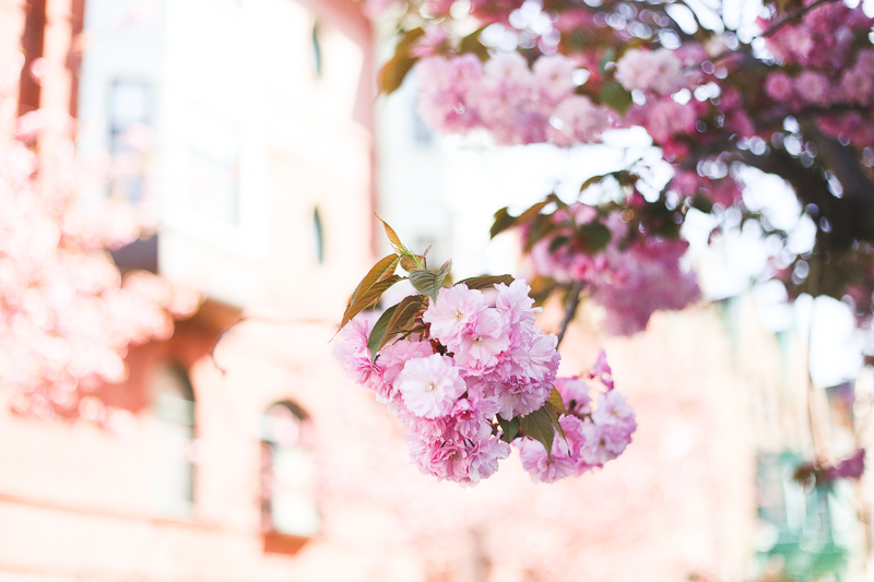 cherry blossoms in Philadelphia 2016