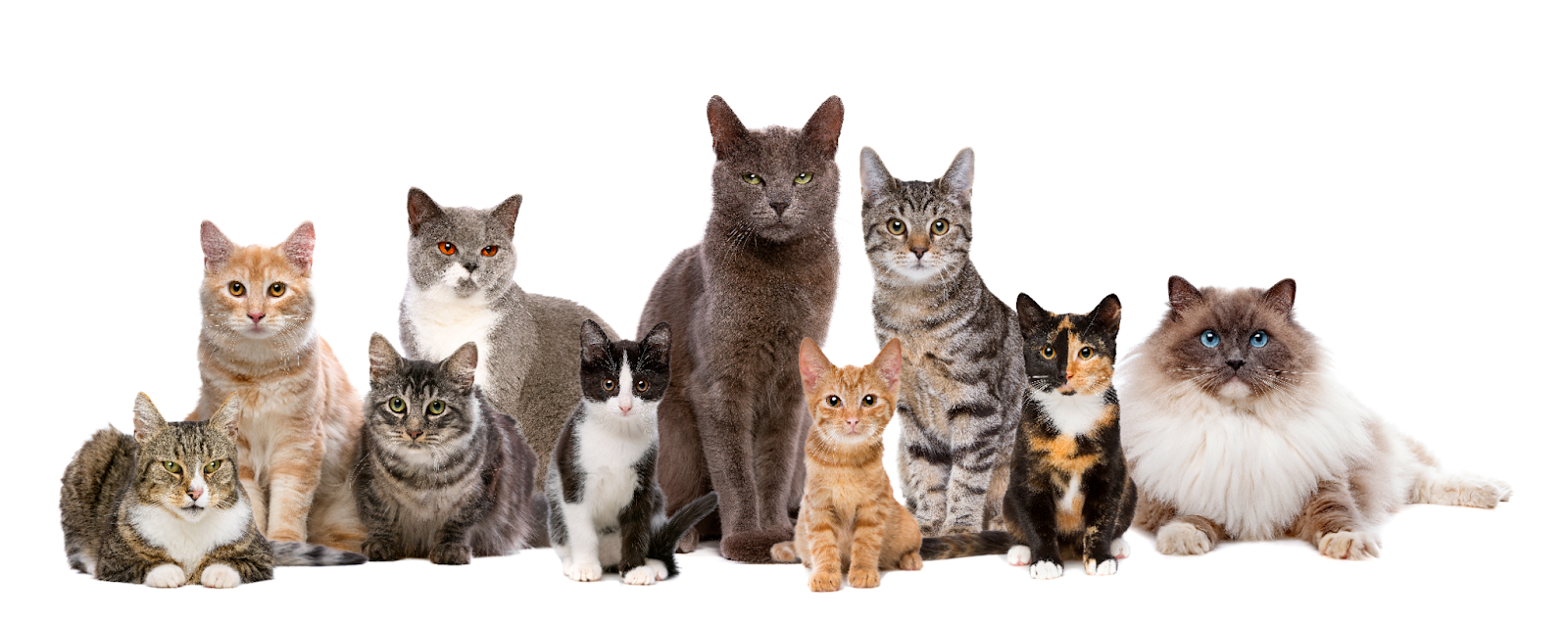 ทาสแมวต้องรู้! ทำความรู้จักสายพันธุ์แมวไทยและเทศยอดนิยม | Nautilus Online