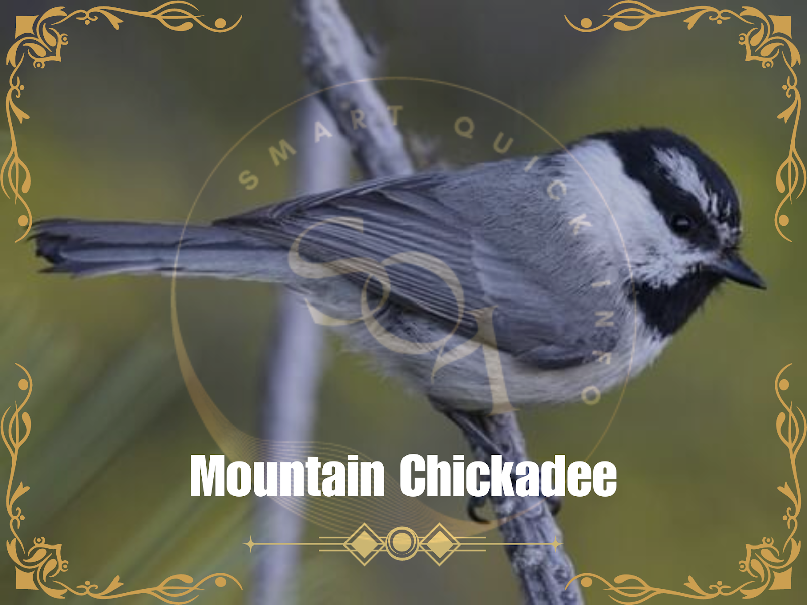 Mountain Chickadee