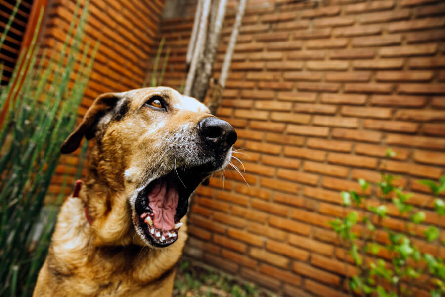 5 ความเชื่อผิดๆ ที่คนเลี้ยงสุนัขบางคน อาจเข้าใจผิดมาตลอด 1