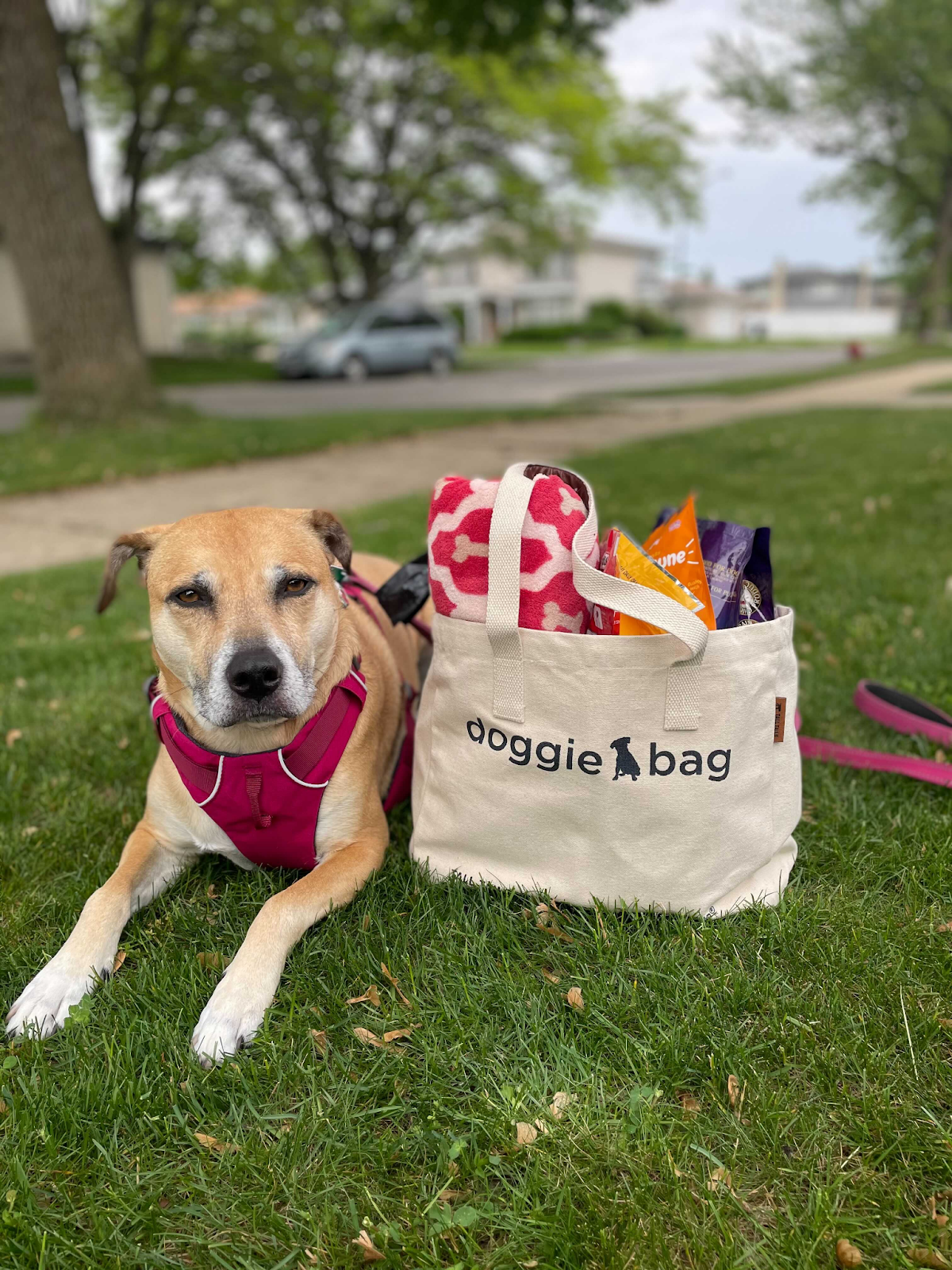 dog posing next to Tall Tails doggie bag for article on how to keep your car clean